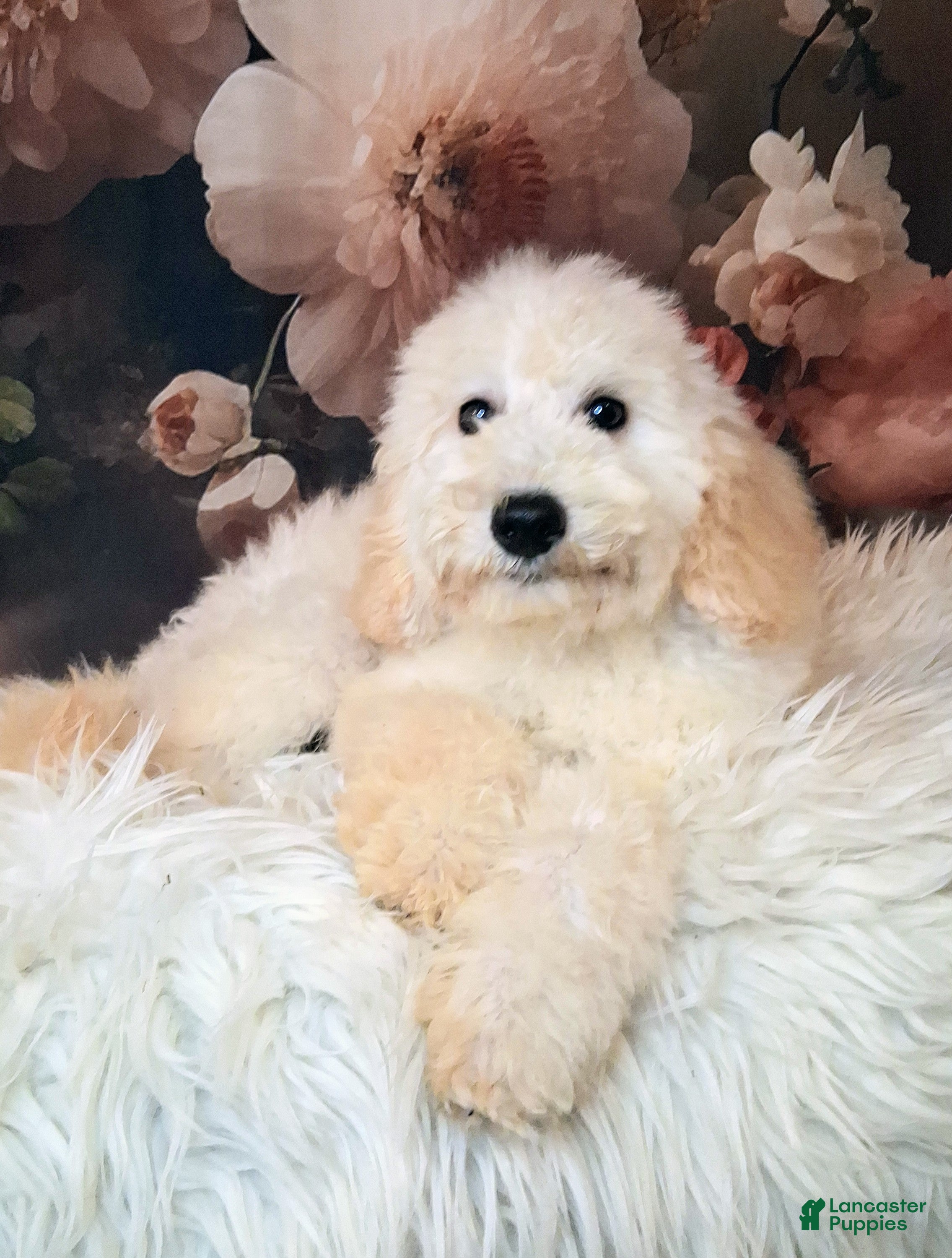 Mixed Breed dogs Yukon Micro Golden Sheltie Doodle - Ad 7