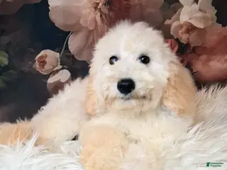Mixed Breed dogs Yukon Micro Golden Sheltie Doodle - Ad 7