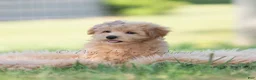 Maltipoo dogs for sale: tucker - Ad 6