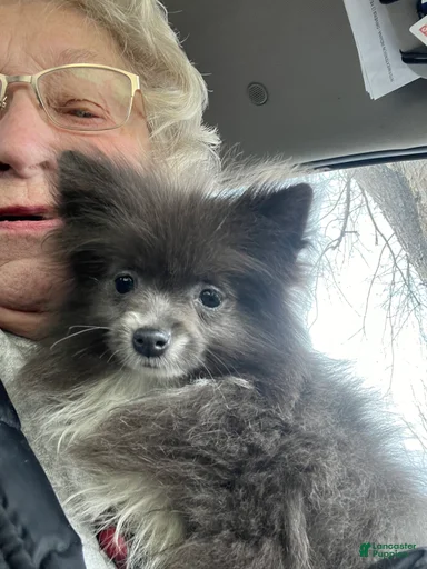 Gallery Image {{count}}