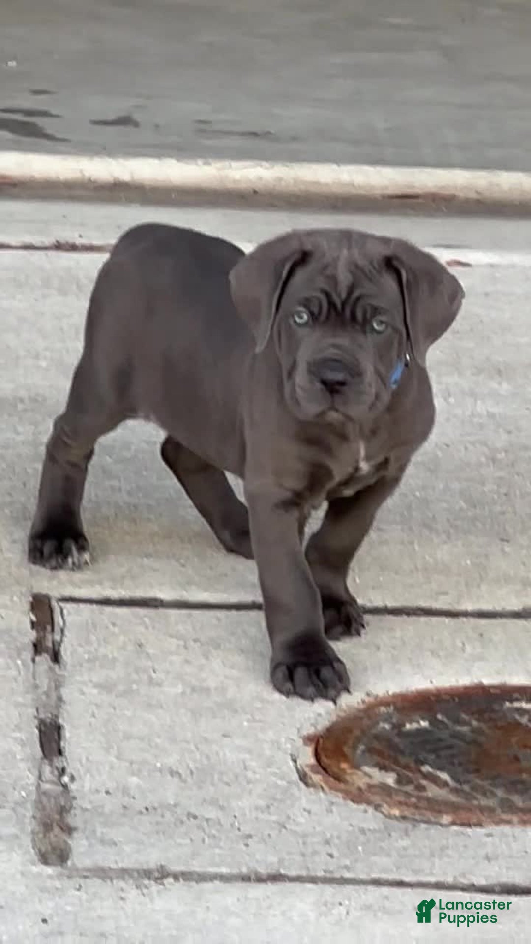 Gallery Image {{count}}