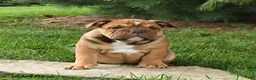 English Bulldog dogs for sale: Denver - Ad 4