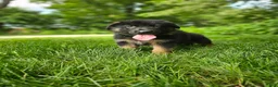German Shepherd dogs for sale: Sparky  - Ad 2