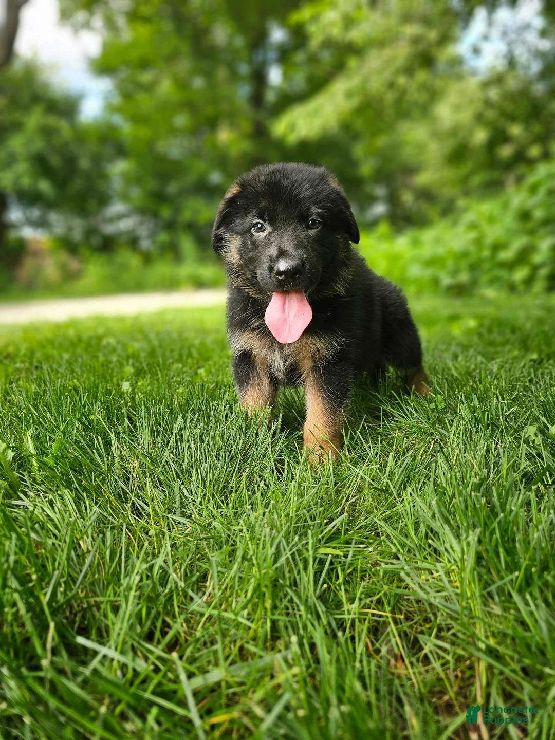 German Shepherd dogs for sale: Sparky  - Ad 2