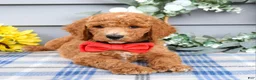 Standard Poodle dogs for sale: Rio - Ad 4