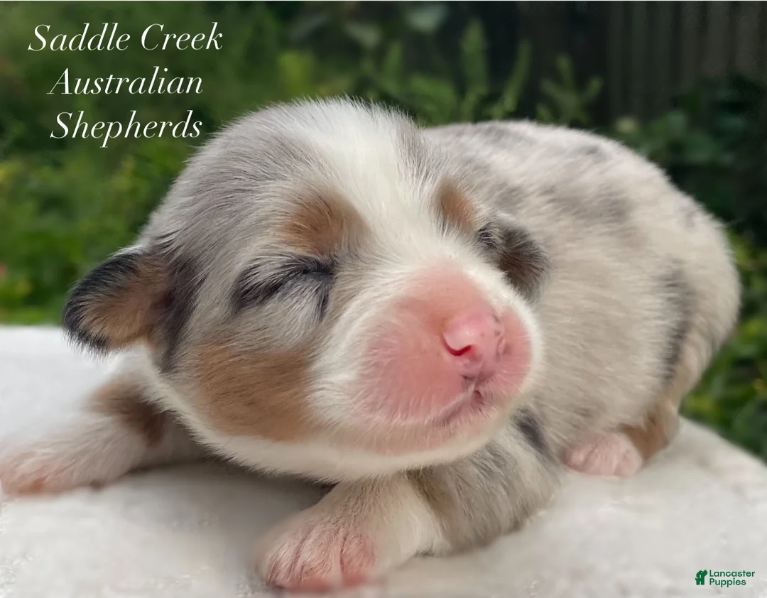 Australian Shepherd dogs for sale: Australian Shepherd 3 - Ad 5