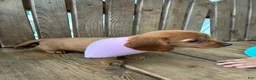 Miniature Dachshund dogs for sale: Cindy - Ad 3