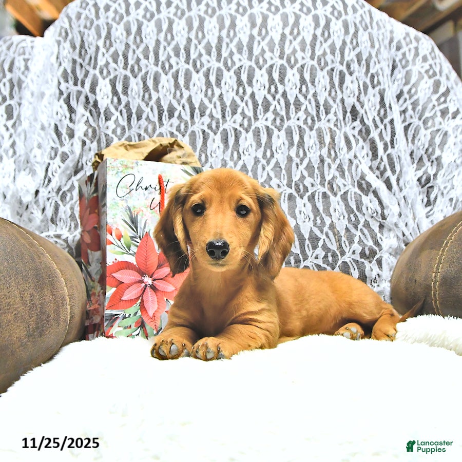 Miniature Dachshund dogs Amber - Ad 34