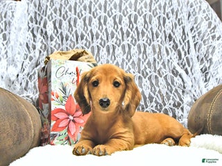 Miniature Dachshund dogs Amber - Ad 23