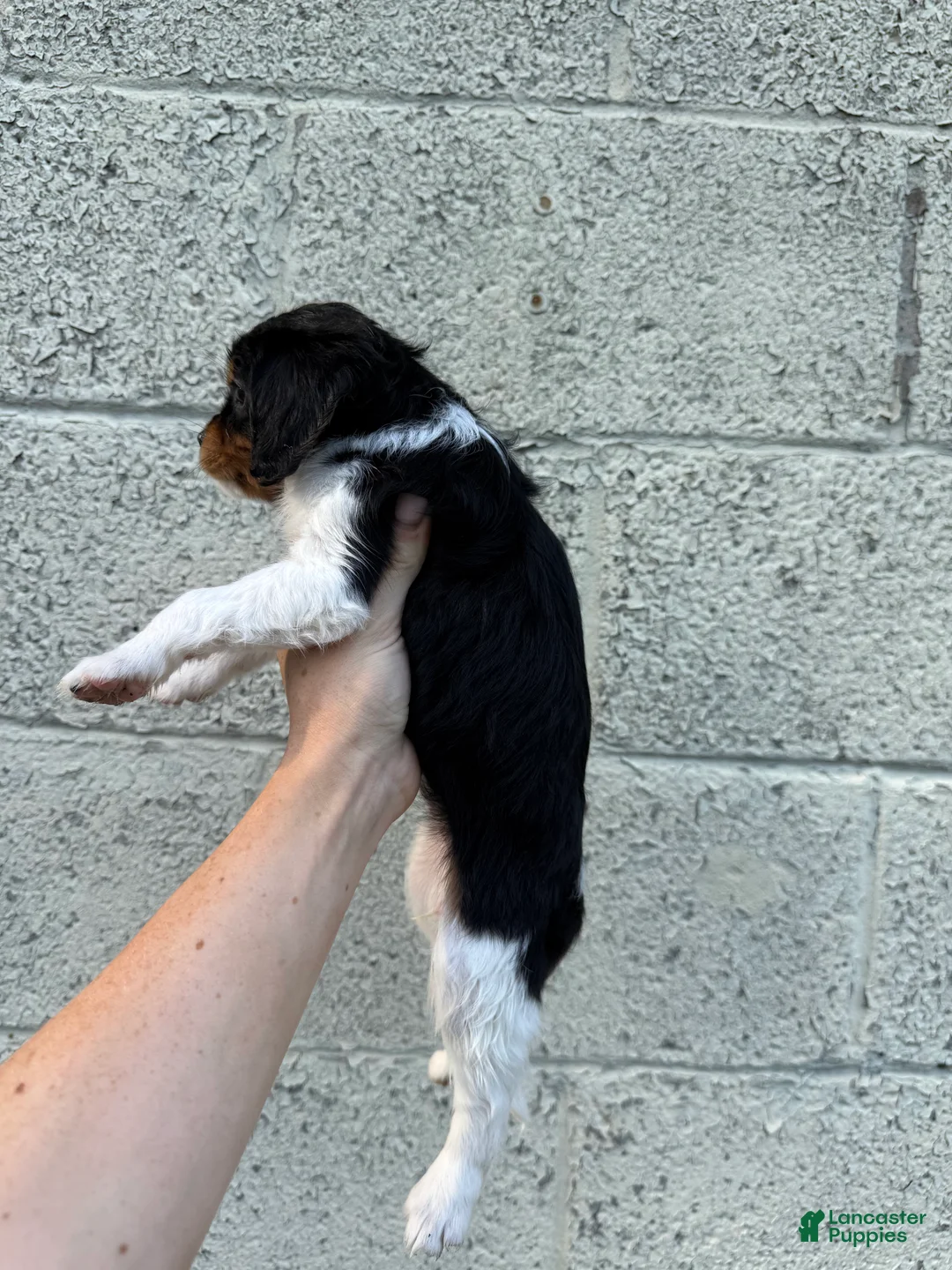 Cavapoo dogs for sale: Cavapoo Puppy 3 - Ad 2