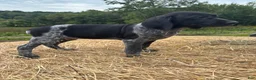German Shorthaired Pointer dogs for sale: German Shorthaired Pointer 2 - Ad 3