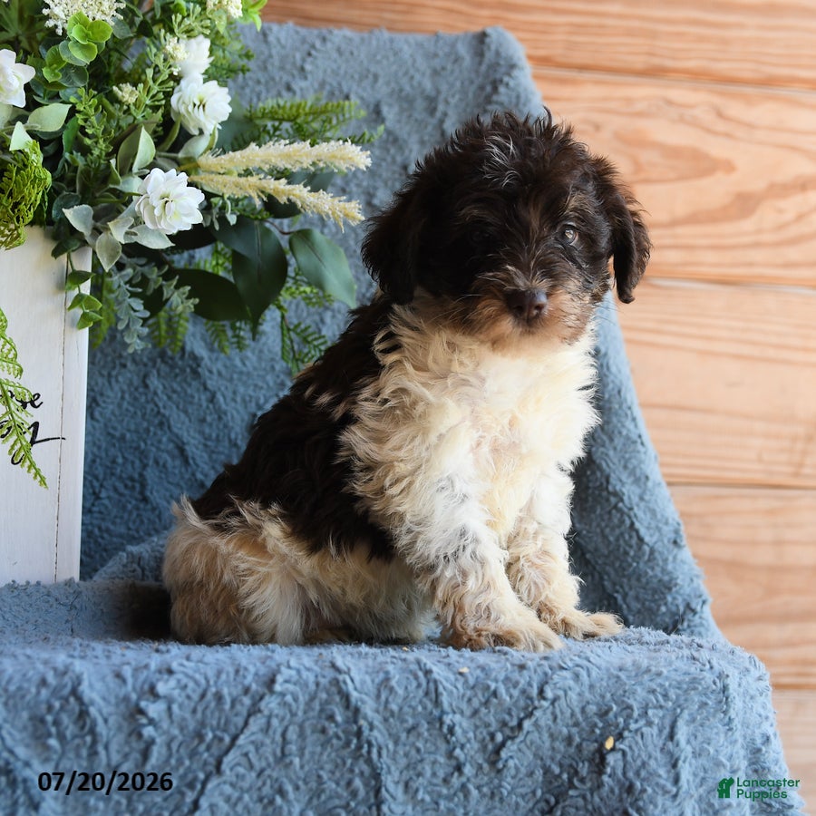 Schnoodle dogs Otis - Ad 1