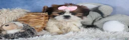 Shih Tzu dogs for sale: COOKIE - Ad 17