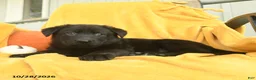 German Shepherd dogs for sale: Jezebel  - Ad 3