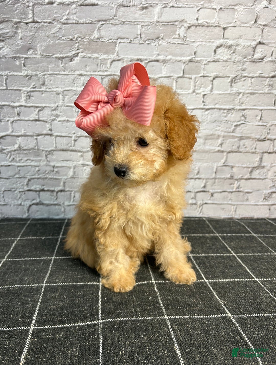 Toy Poodle dogs for sale: Toy Poodle Puppy 1 - Ad 3