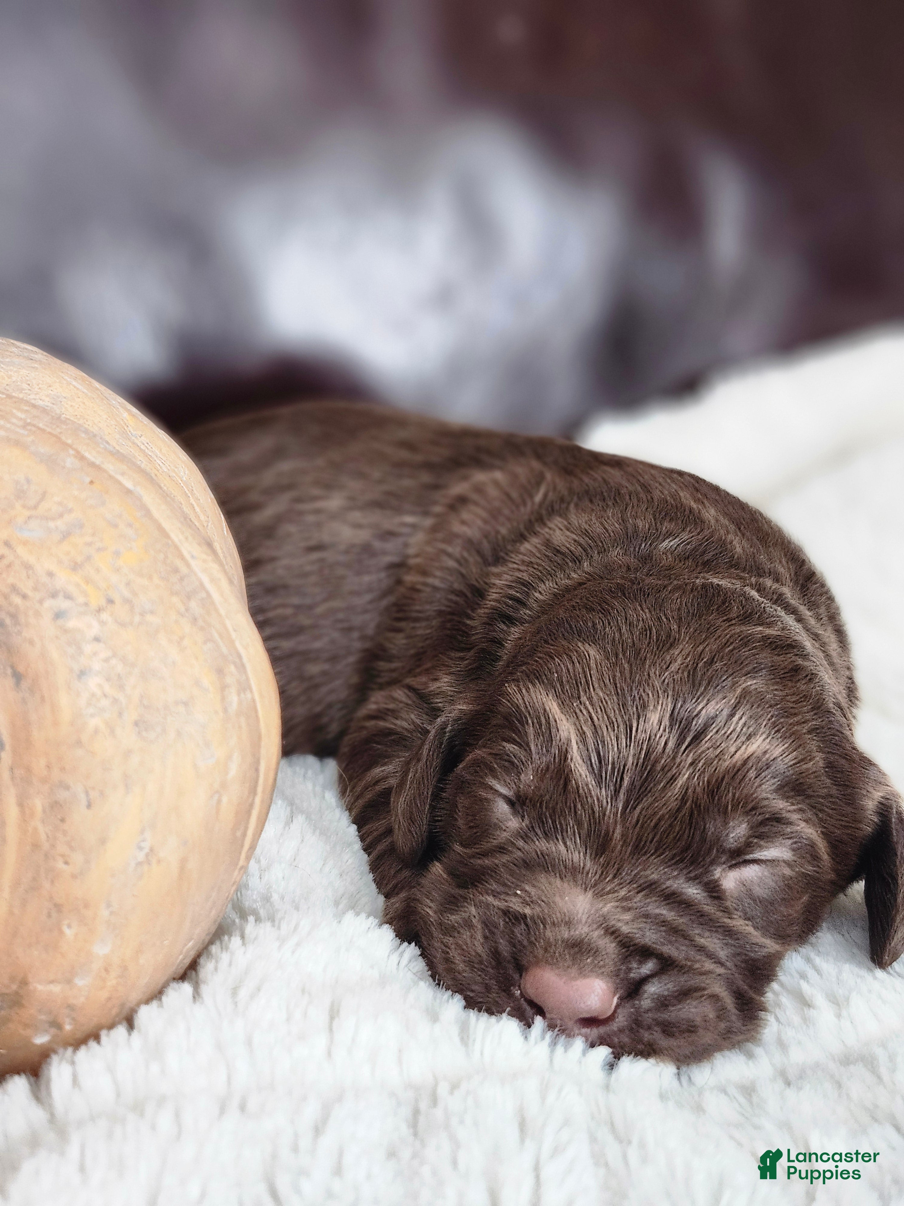 Labradoodle dogs Cane - Ad 42