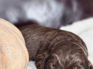 Labradoodle dogs Cane - Ad 42