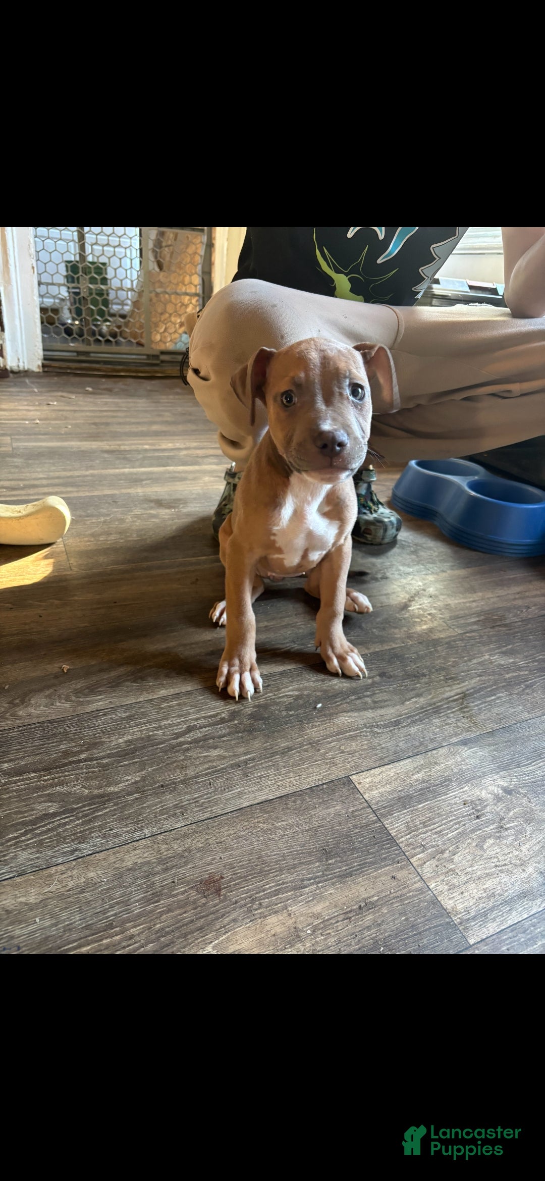 American Bully dogs American Bully Puppy 4 - Ad 3