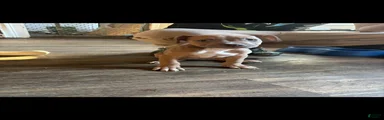 American Bully Puppy 4