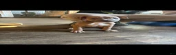 American Bully dogs for sale: American Bully Puppy 4 - Ad 1