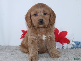 Cockapoo dogs - Ad 36