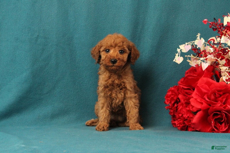 Mini Goldendoodle dogs Oceana - Ad 25