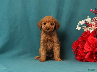 Mini Goldendoodle dogs Oceana - Ad 4