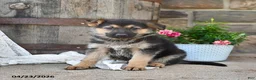 German Shepherd dogs for sale: Lulu  - Ad 2