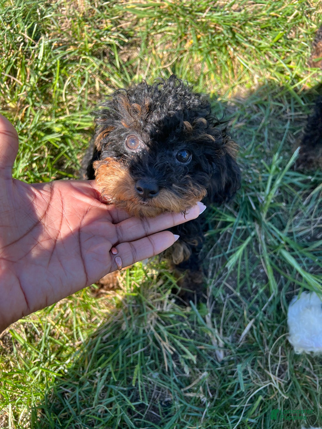Toy Poodle dogs for sale: Toy Poodle Puppy 1 - Ad 5