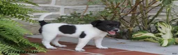 Toy Fox Terrier dogs for sale: Mindi - Ad 6