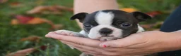 Boston Terrier dogs for sale: Cody Boston Terrier  - Ad 5