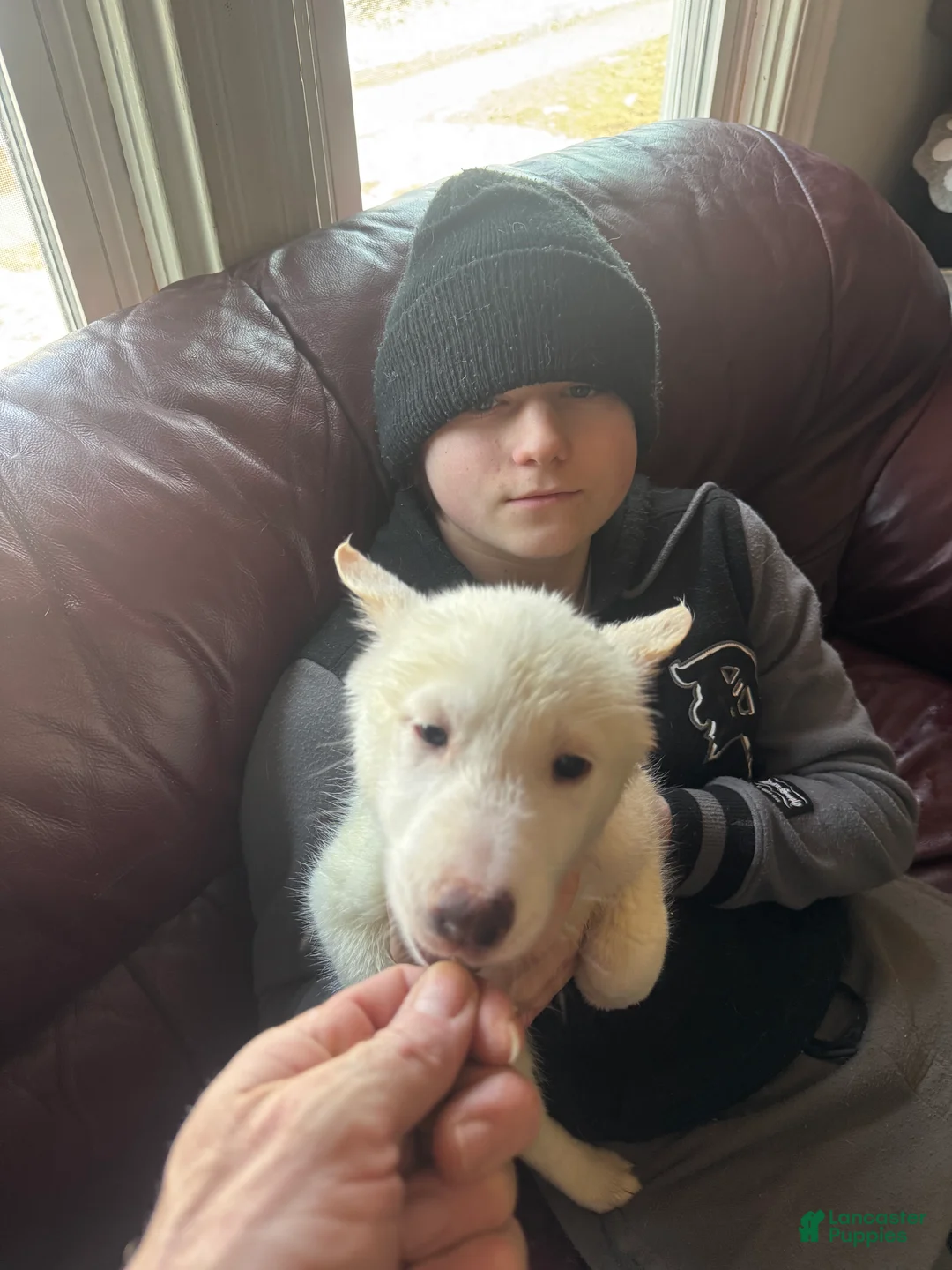 Siberian Husky dogs for sale: Siberian Husky Puppy 4 - Ad 2