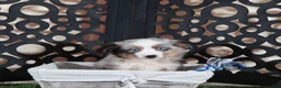 Miniature Australian Shepherd dogs for sale: Comet Blue Eyed Merle Mini Australian Shepherd Puppy - Ad 3