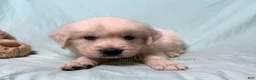 Golden Retriever dogs for sale: Martin - Ad 7