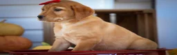 Labrador Retriever dogs for sale: NAOMI - Ad 20