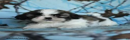 Shih Tzu dogs for sale: Toto - Ad 3