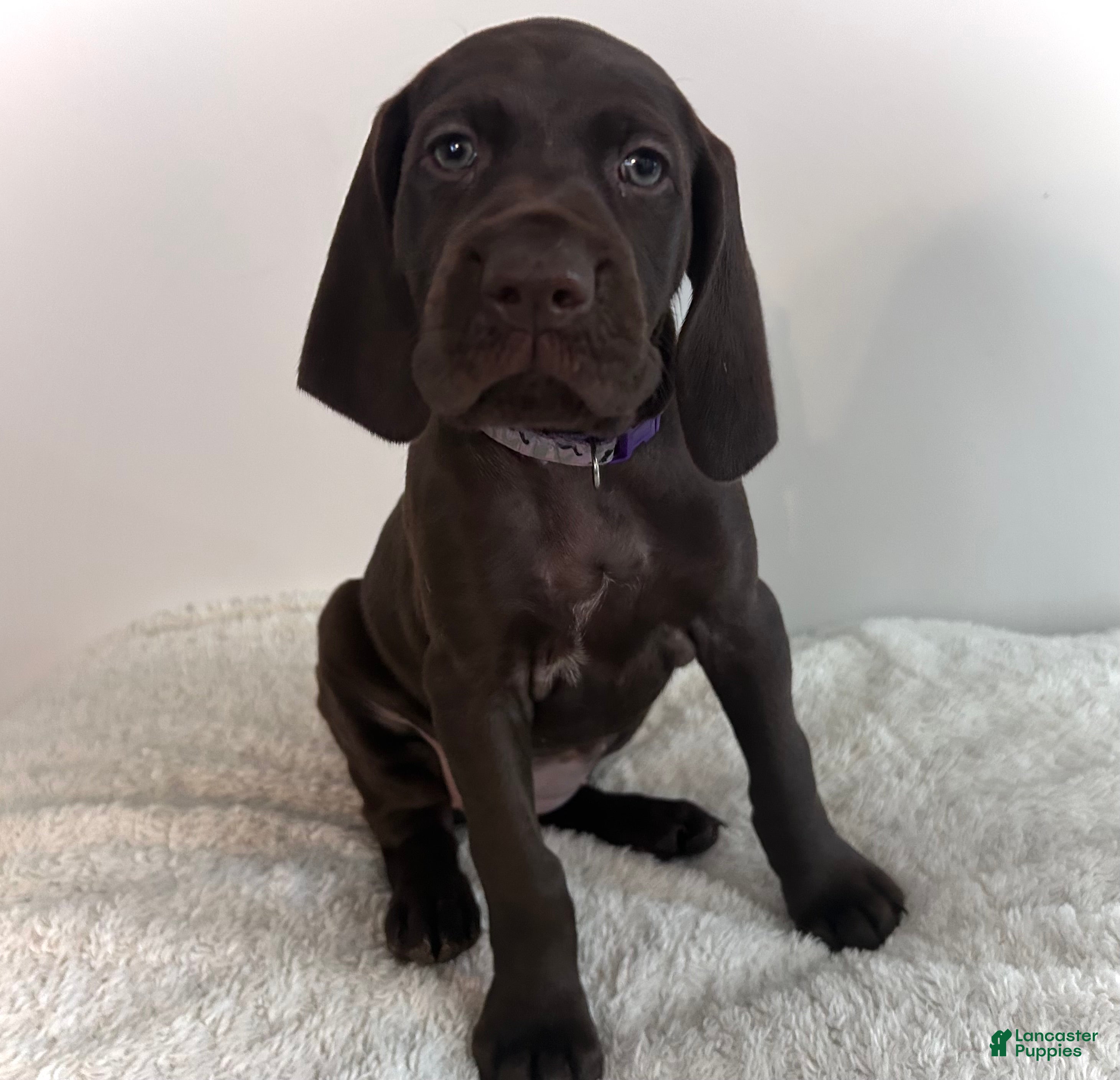 German Shorthaired Pointer dogs Faith - Ad 40