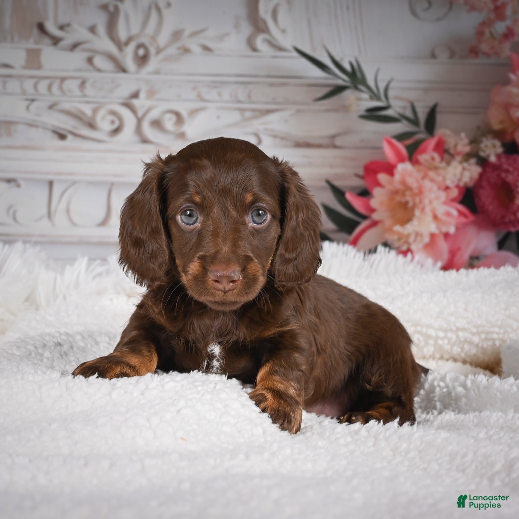 Miniature Dachshund dogs Elly - Ad 1