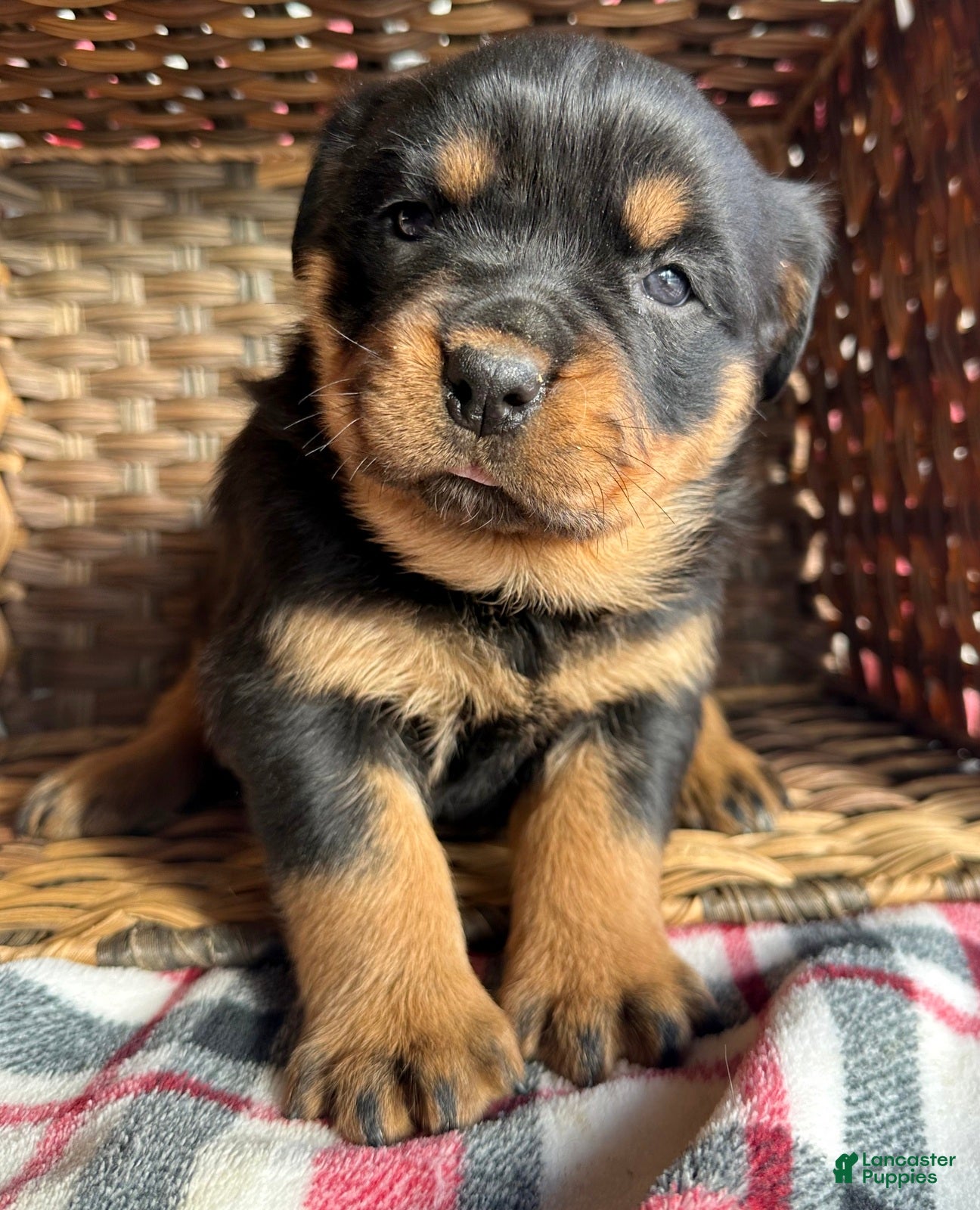 Rottweiler dogs Rottweiler Puppy 4 Remy - Ad 3