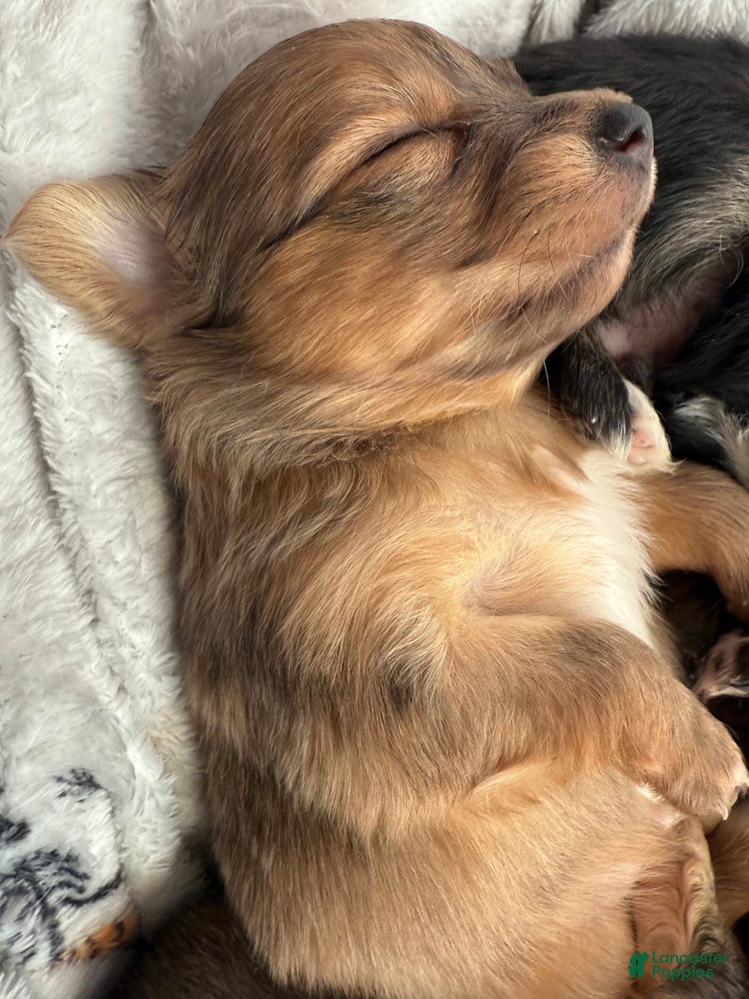 Mixed Breed dogs for sale: Chihuahua male brown Merle choin/papillon - Ad 6