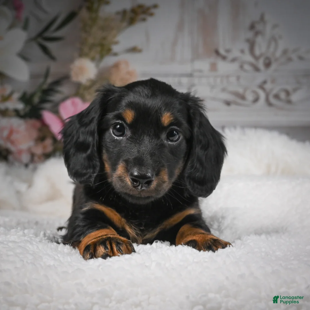 Miniature Dachshund dogs for sale: AKC-Brodie - Ad 2