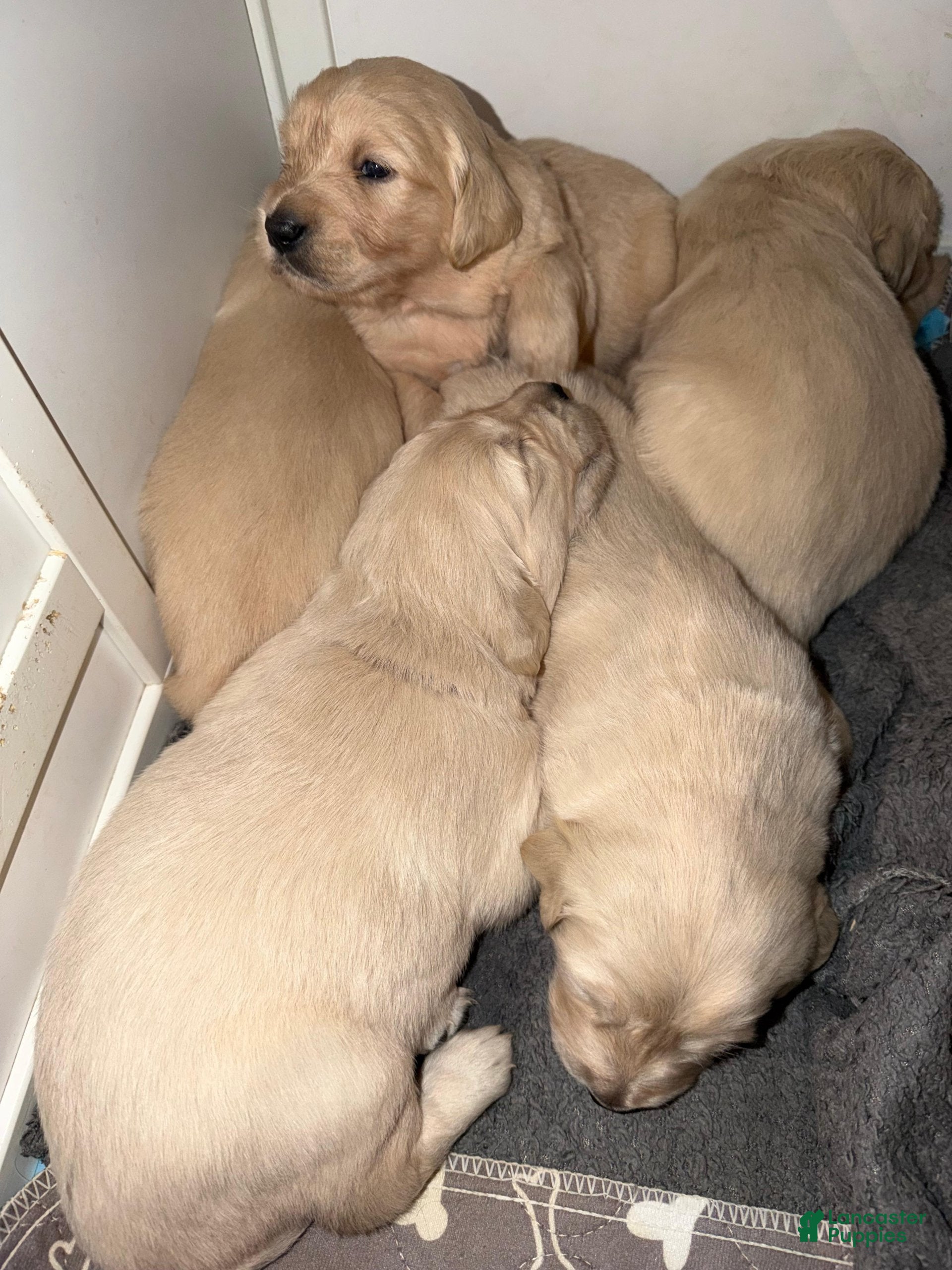 Golden Retriever dogs Golden Retriever Puppy 2 - Ad 1