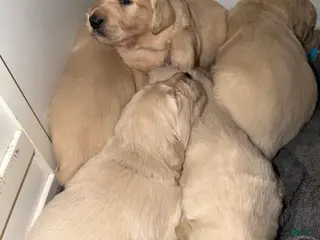Golden Retriever dogs for sale: Golden Retriever Puppy 2 - Ad 2