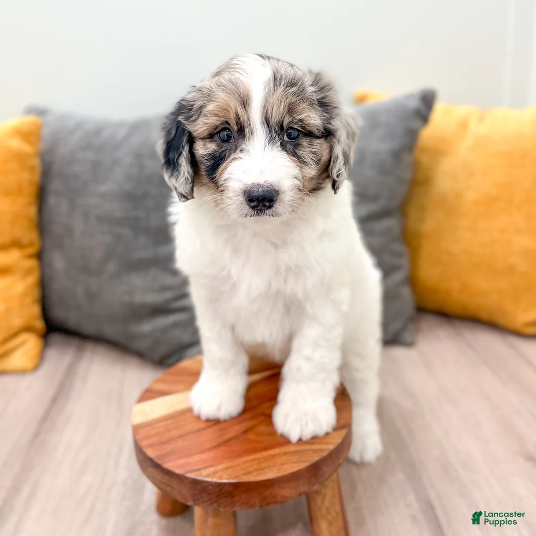 Aussiedoodle dogs for sale: Jasper - Ad 2
