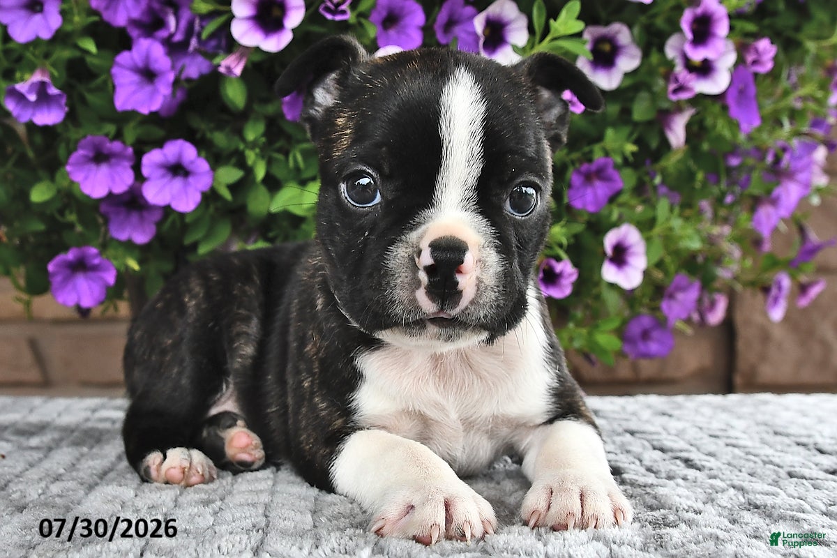 Boston Terrier dogs Bingo - Ad 1