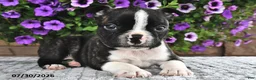 Boston Terrier dogs for sale: Bingo - Ad 1