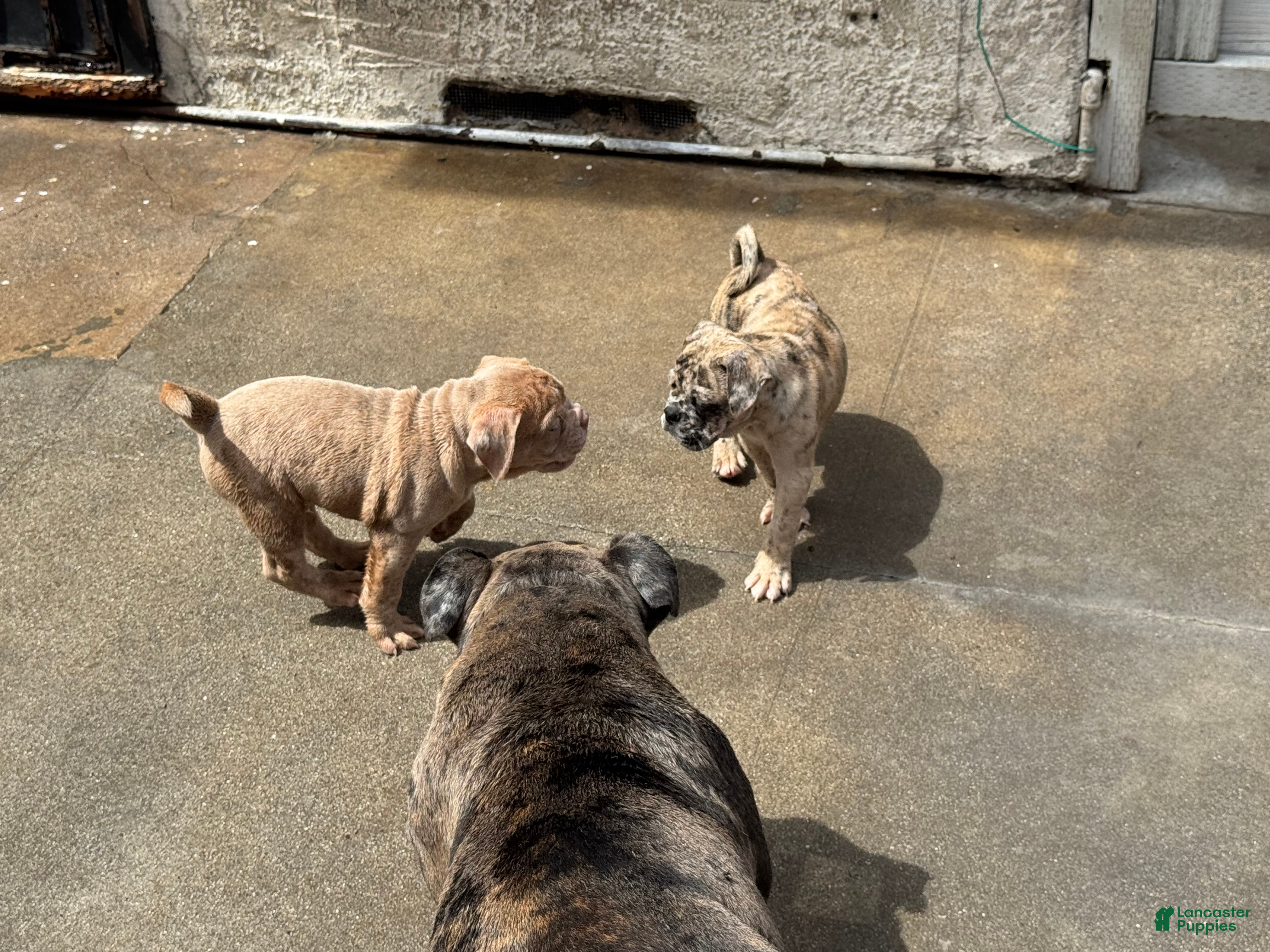 Olde English Bulldogge dogs Olde English Bulldogge 2 - Ad 3