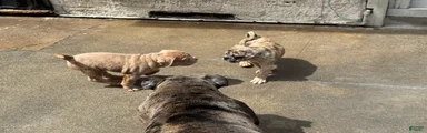 Olde English Bulldogge 2