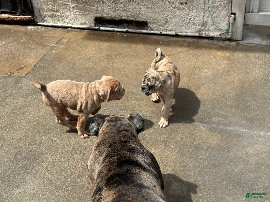 Olde English Bulldogge dogs for sale: Olde English Bulldogge 2 - Ad 1