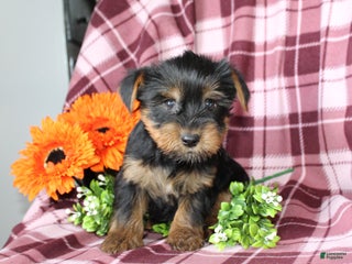 Yorkshire Terrier dogs - Ad 39
